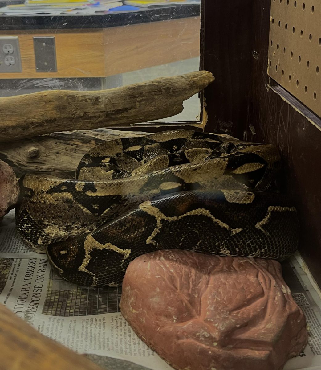 Snakes and more make their home in the hallways of Souths science rooms.