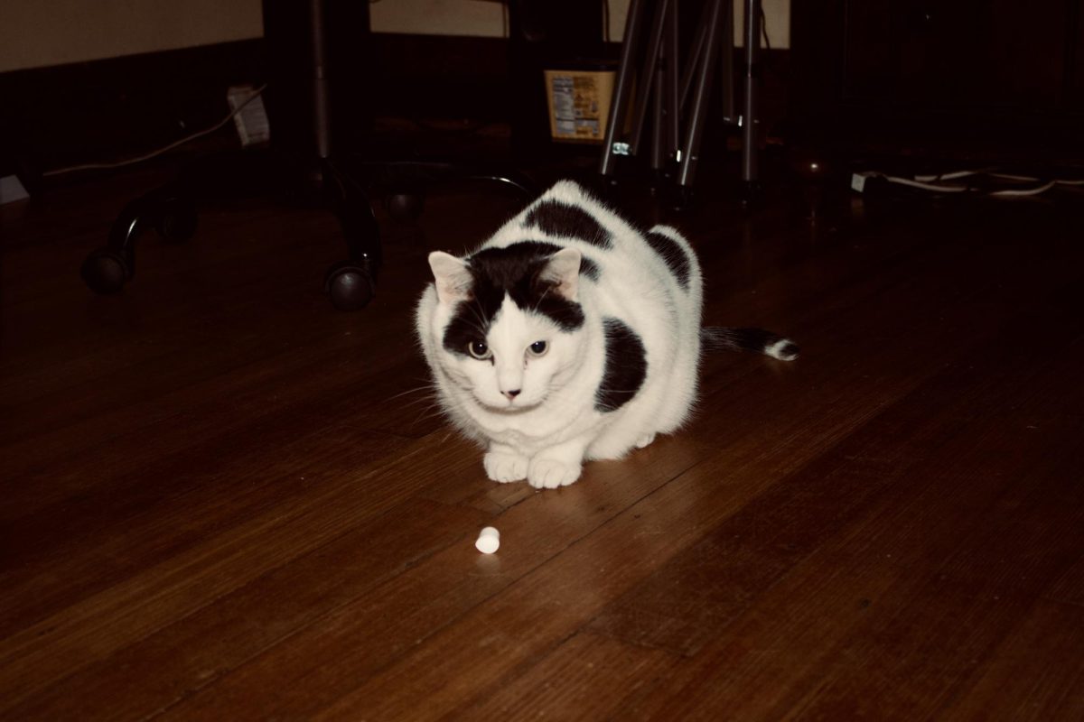 Moo, our first Packer Pet of the Week!