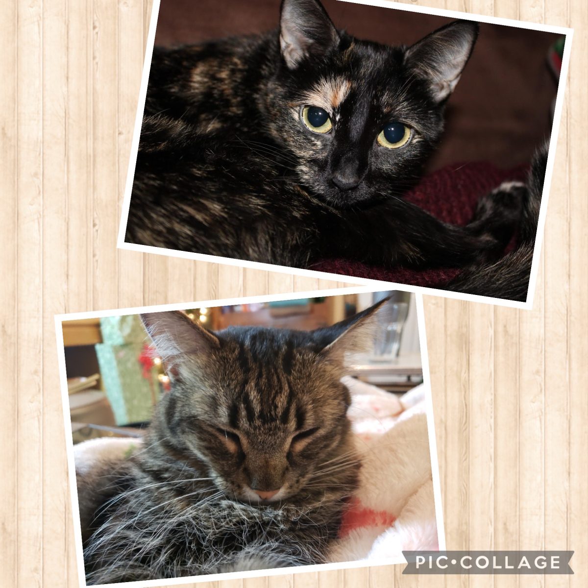 Packer Pets of the Week! Dolly and Goblin