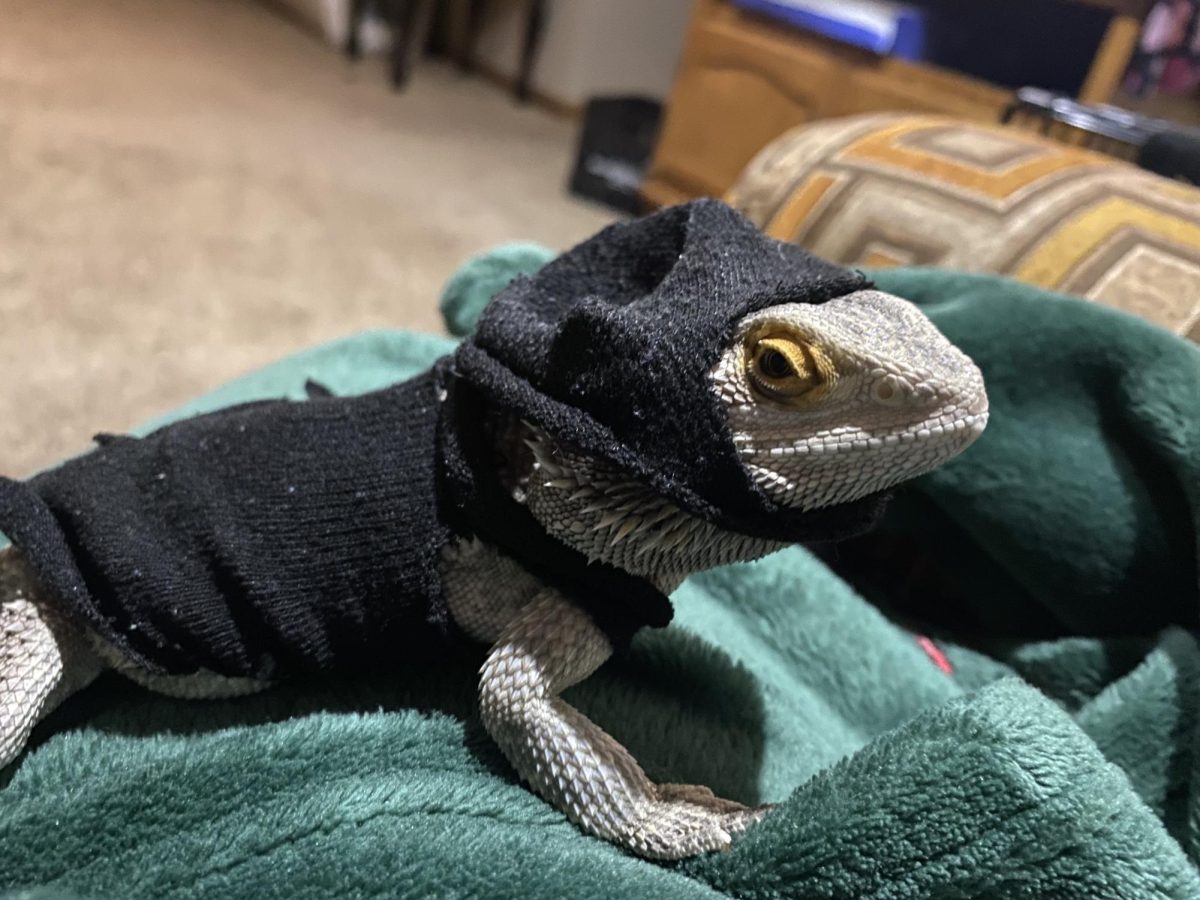 Packer Pet of the Week - Ludacris!