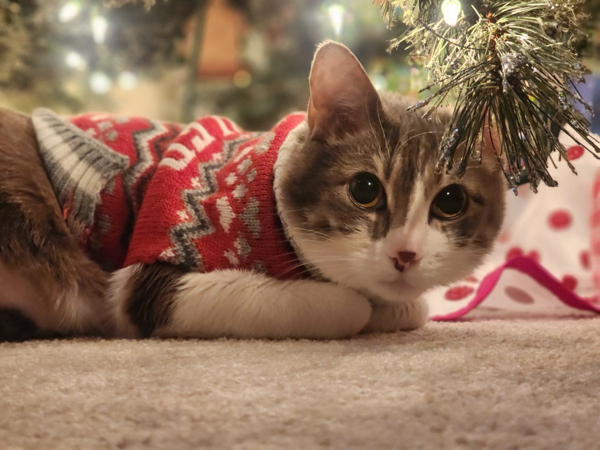 Packer Pet of the Week - Aspen!