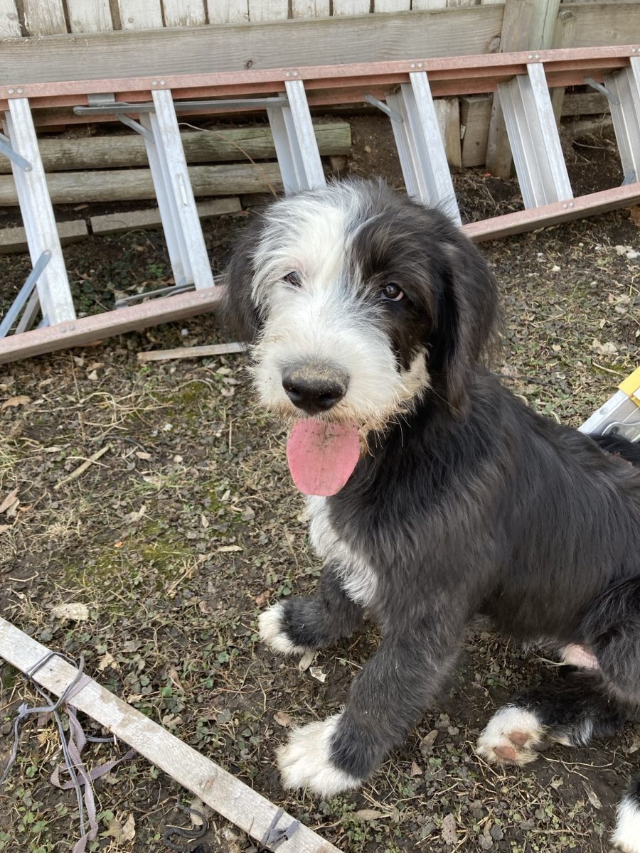 Packer Pet of the Week - Rocky!