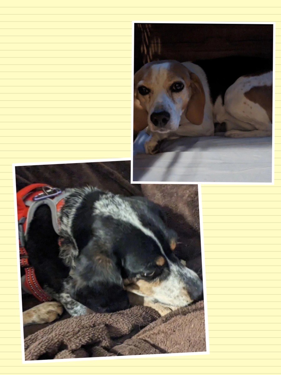 Bonus Packer Pets of the Week!