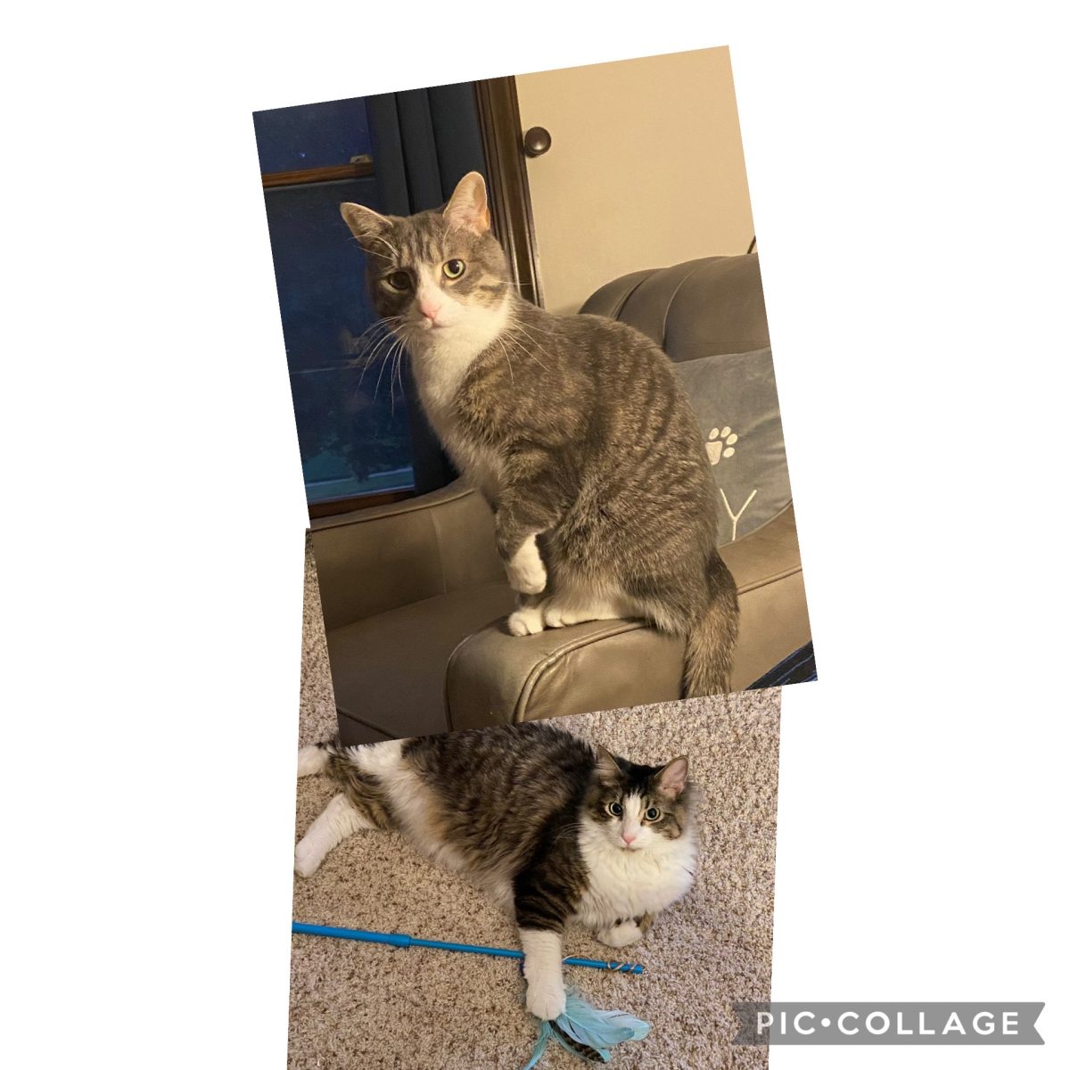 Packer Pets of the Week!