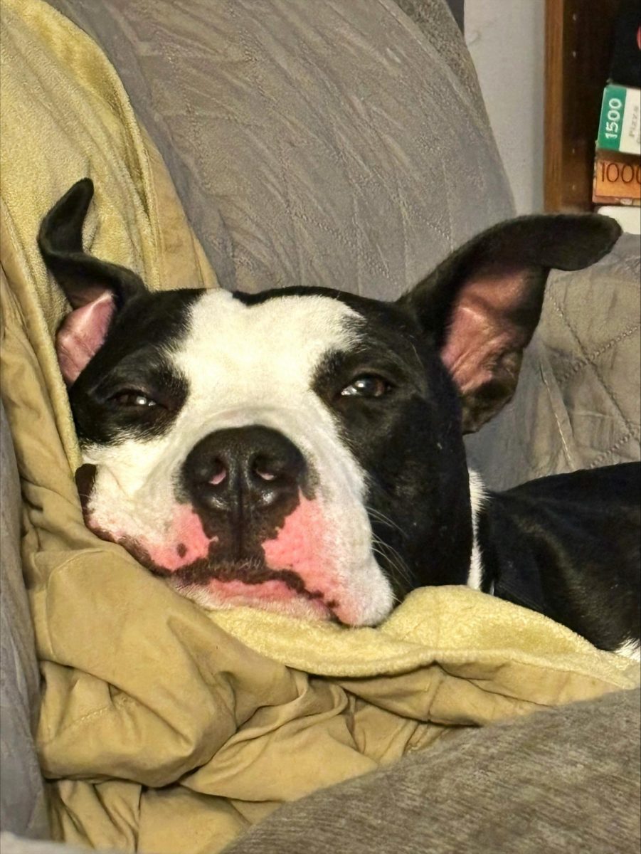 It's Packer Pet of the Week day!