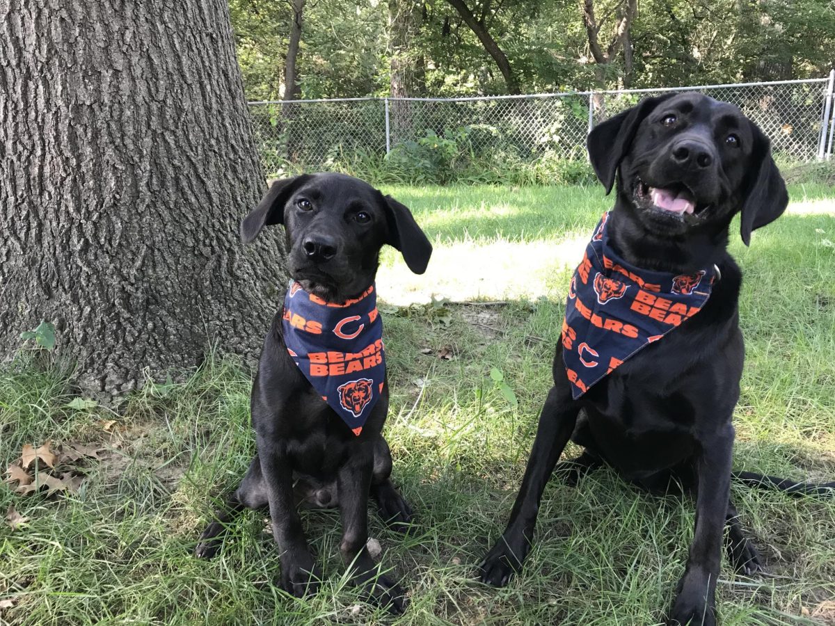 It's your Packer Pets of the week!