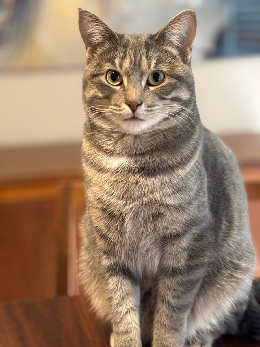 It's your Packer Pet of the Week!