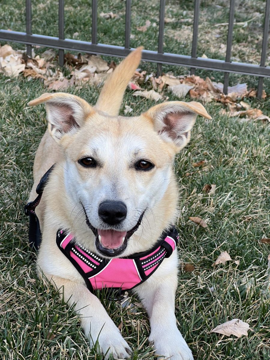 It's your Packer Pet of the Week - Latte Joy!