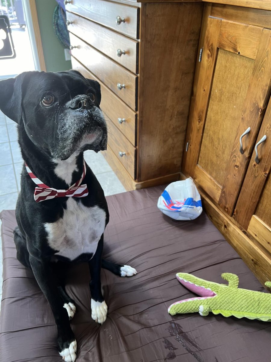 It's your Packer Pet of the Week - George!