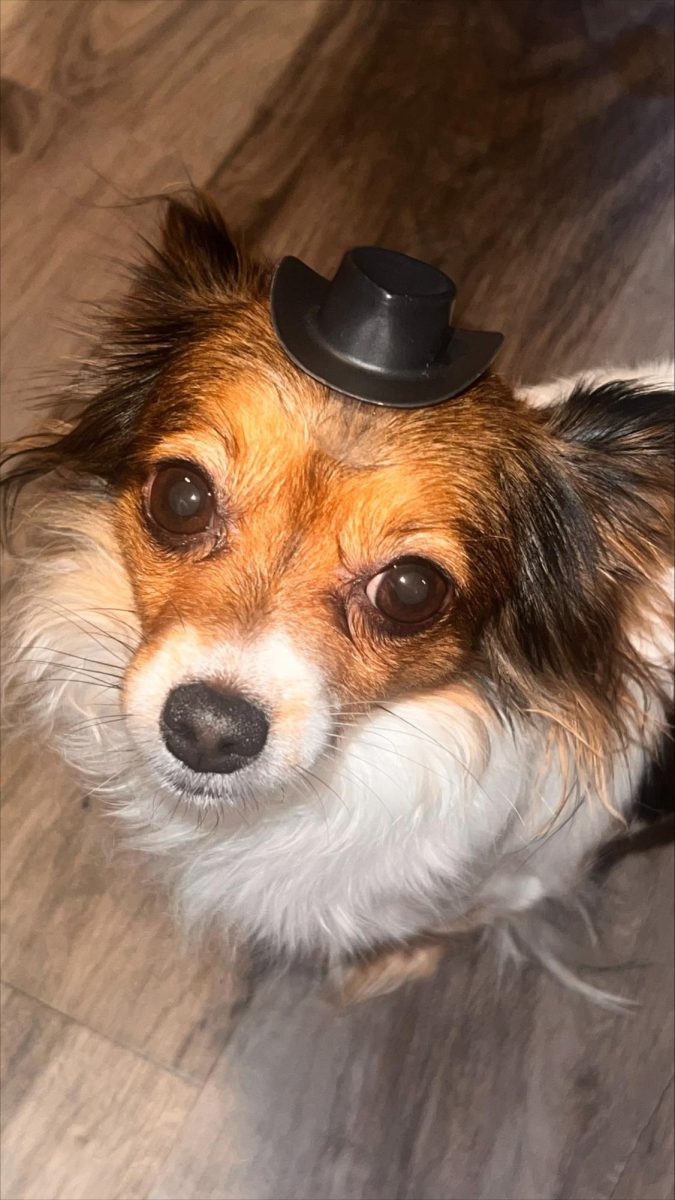 It's your Packer Pet of the Week - Fluffy!