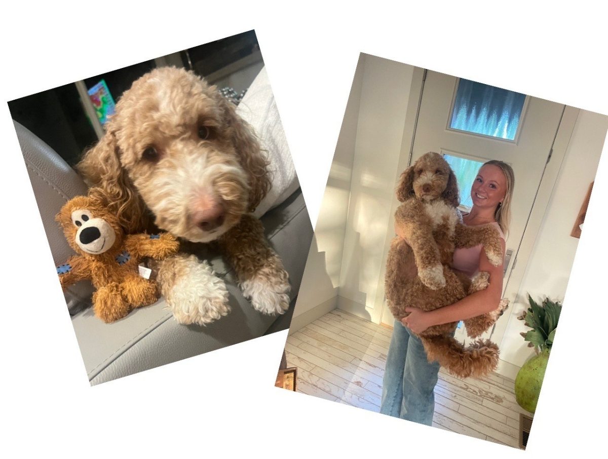 Your Packer Pet of the Week!