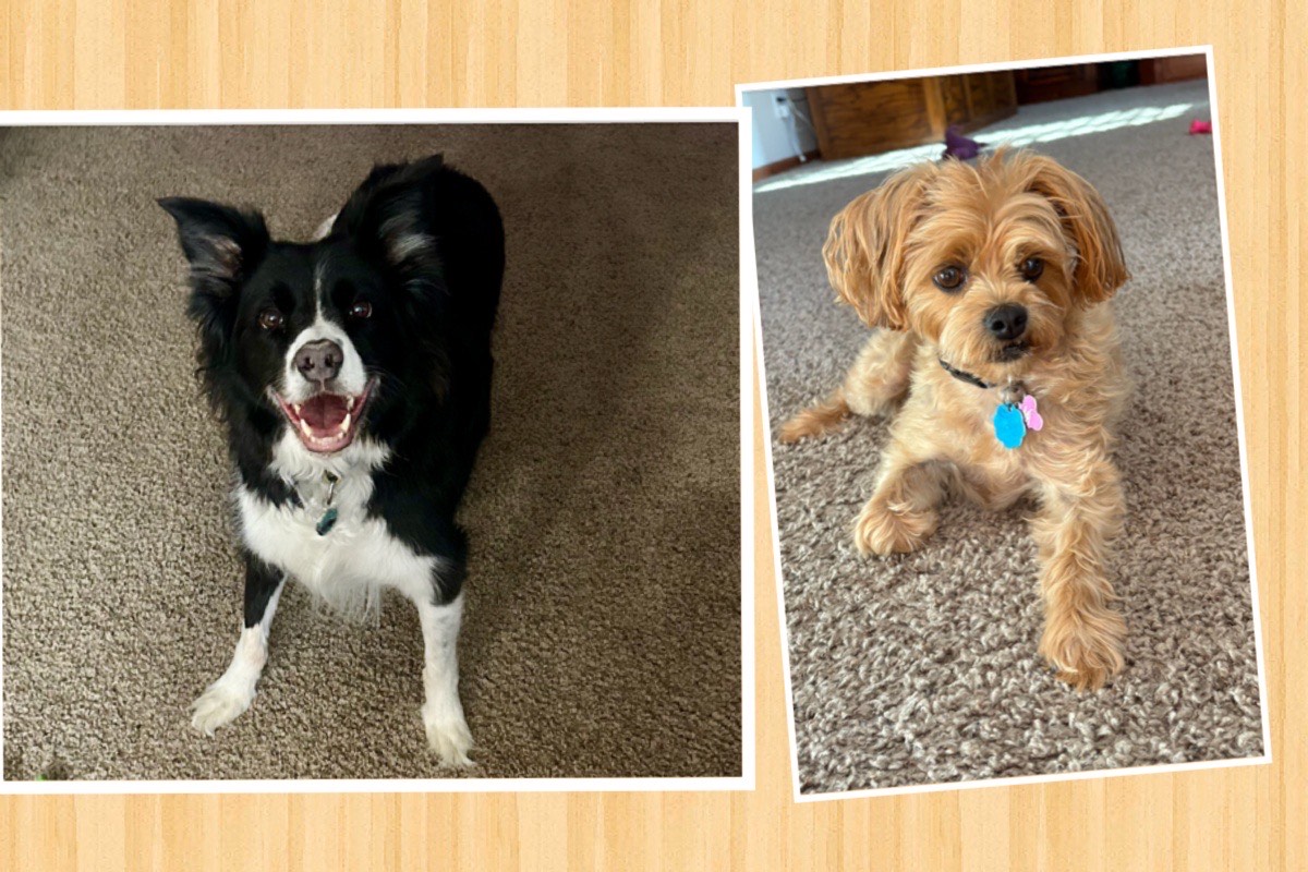 It's your Packer Pets of the Week!
