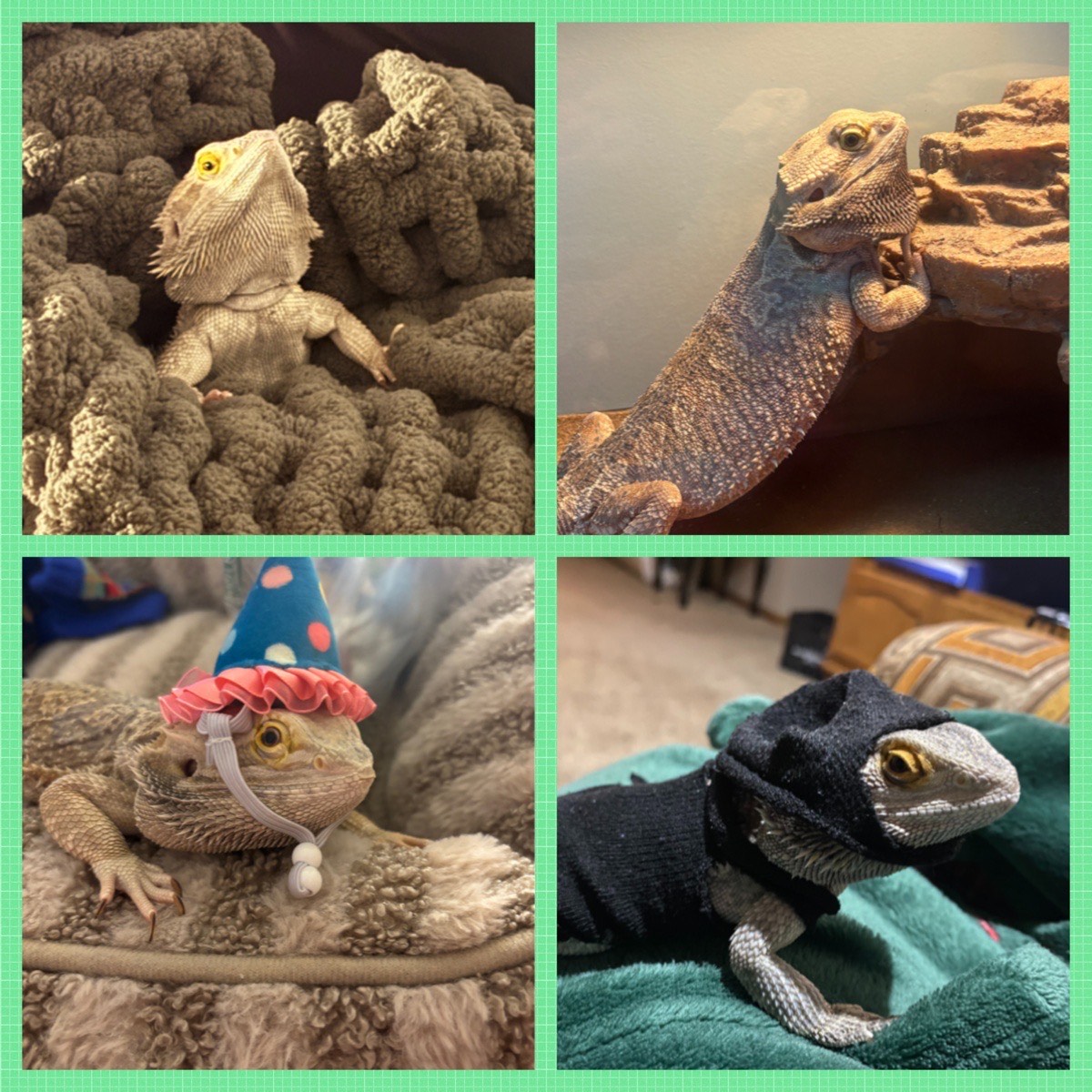 It's YOUR Packer Pets of the Week!