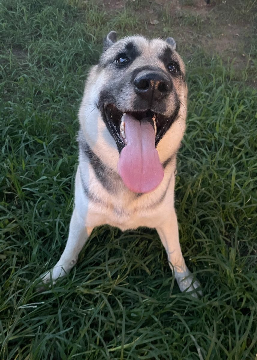 It's YOUR Packer Pet of the Week!