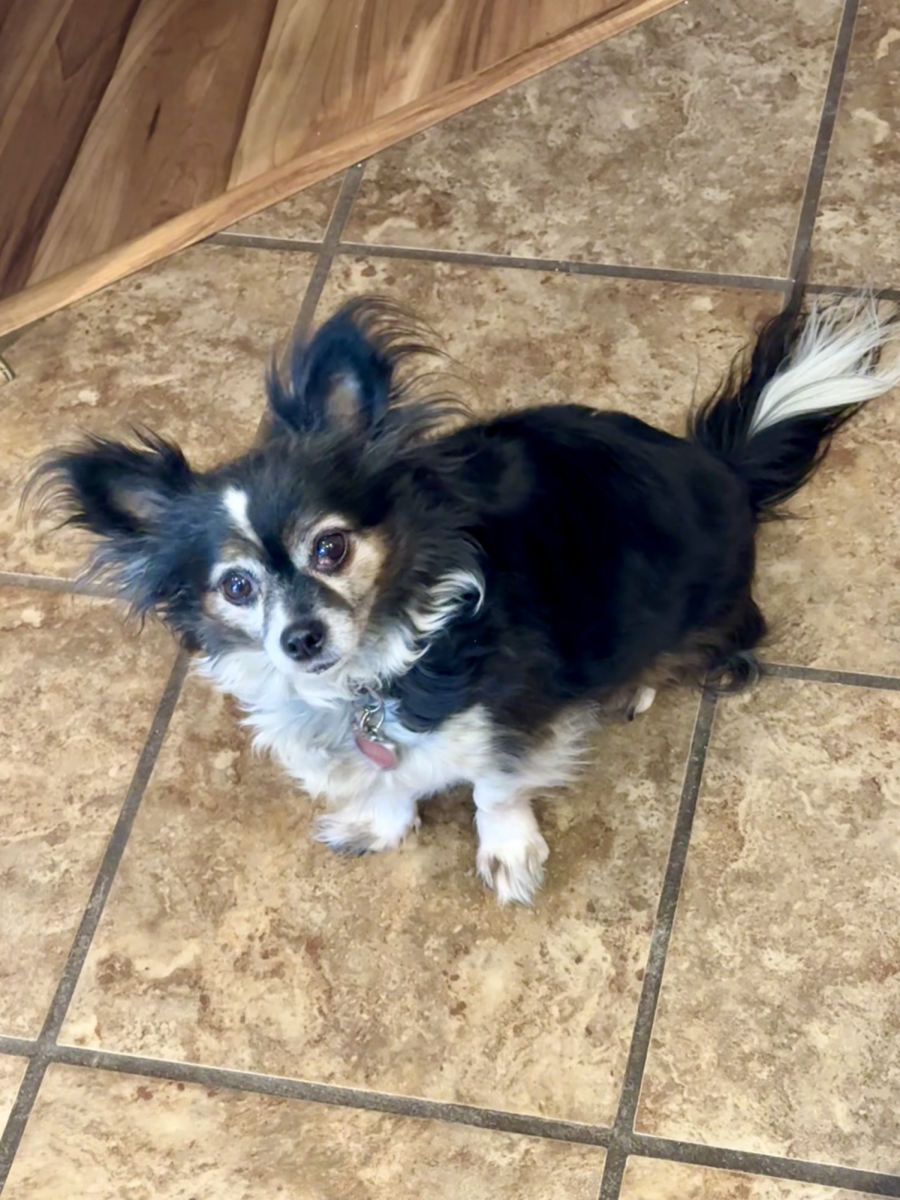 It's YOUR Packer Pet of the Week!