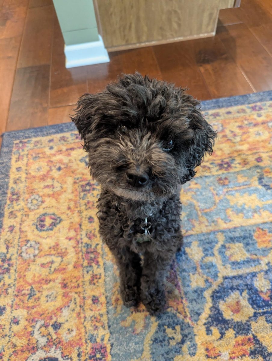 It's YOUR Packer Pet of the Week!