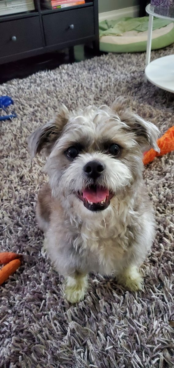 It's YOUR Packer Pet of the Week!