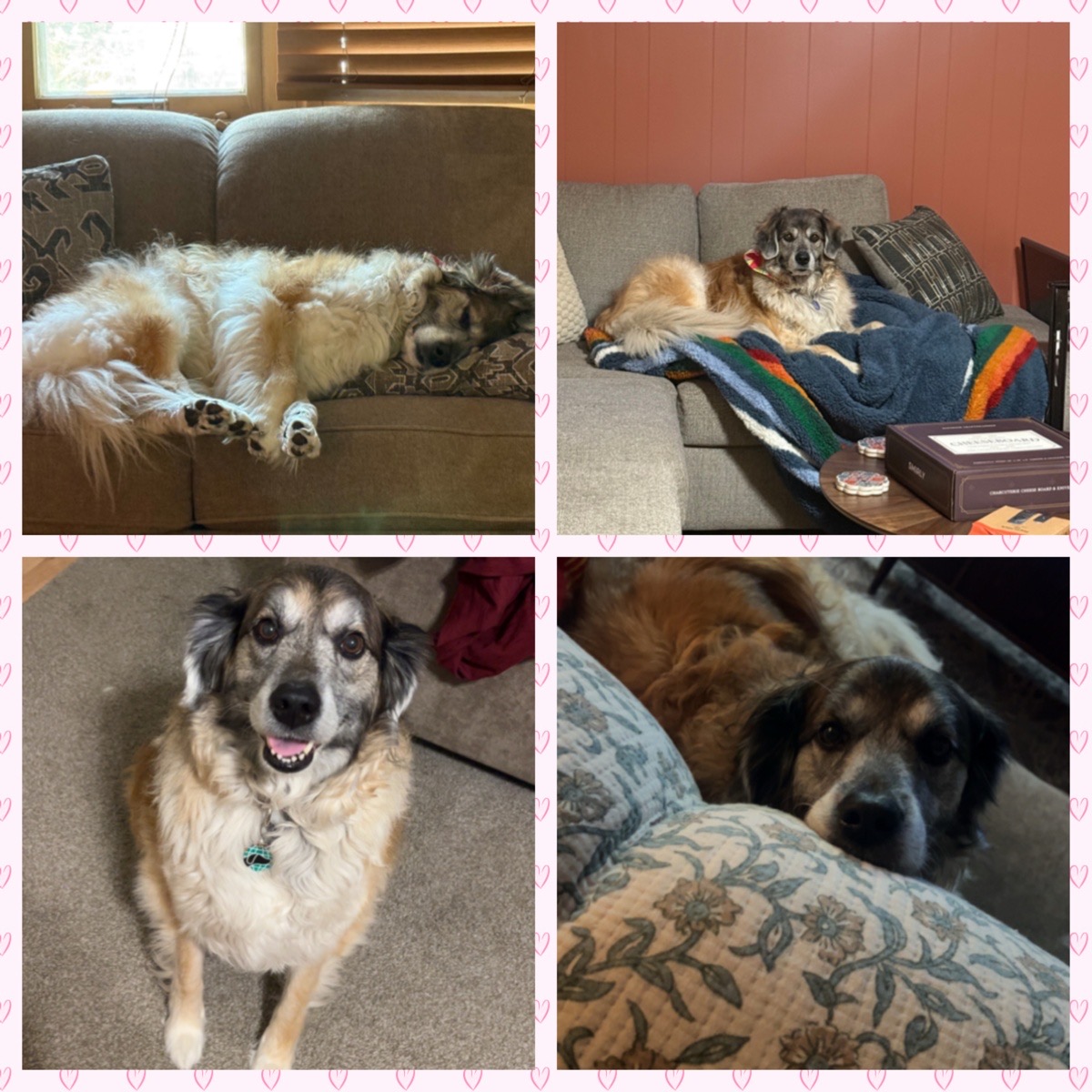 It's YOUR Packer Pet of the Week!