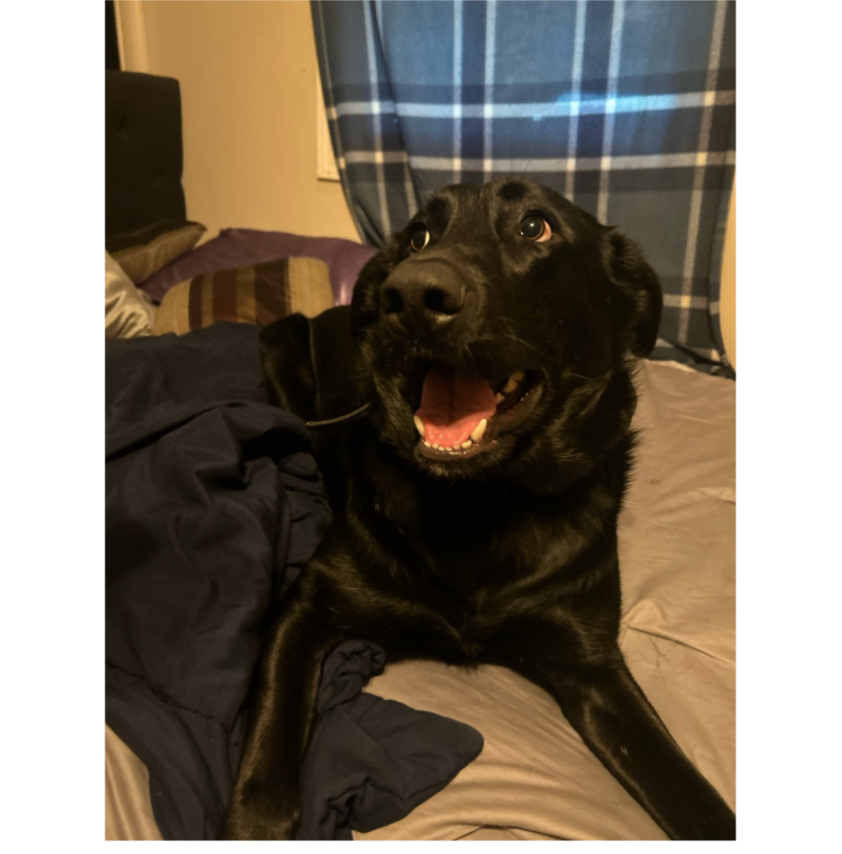 It's YOUR Packer Pet of the Week!