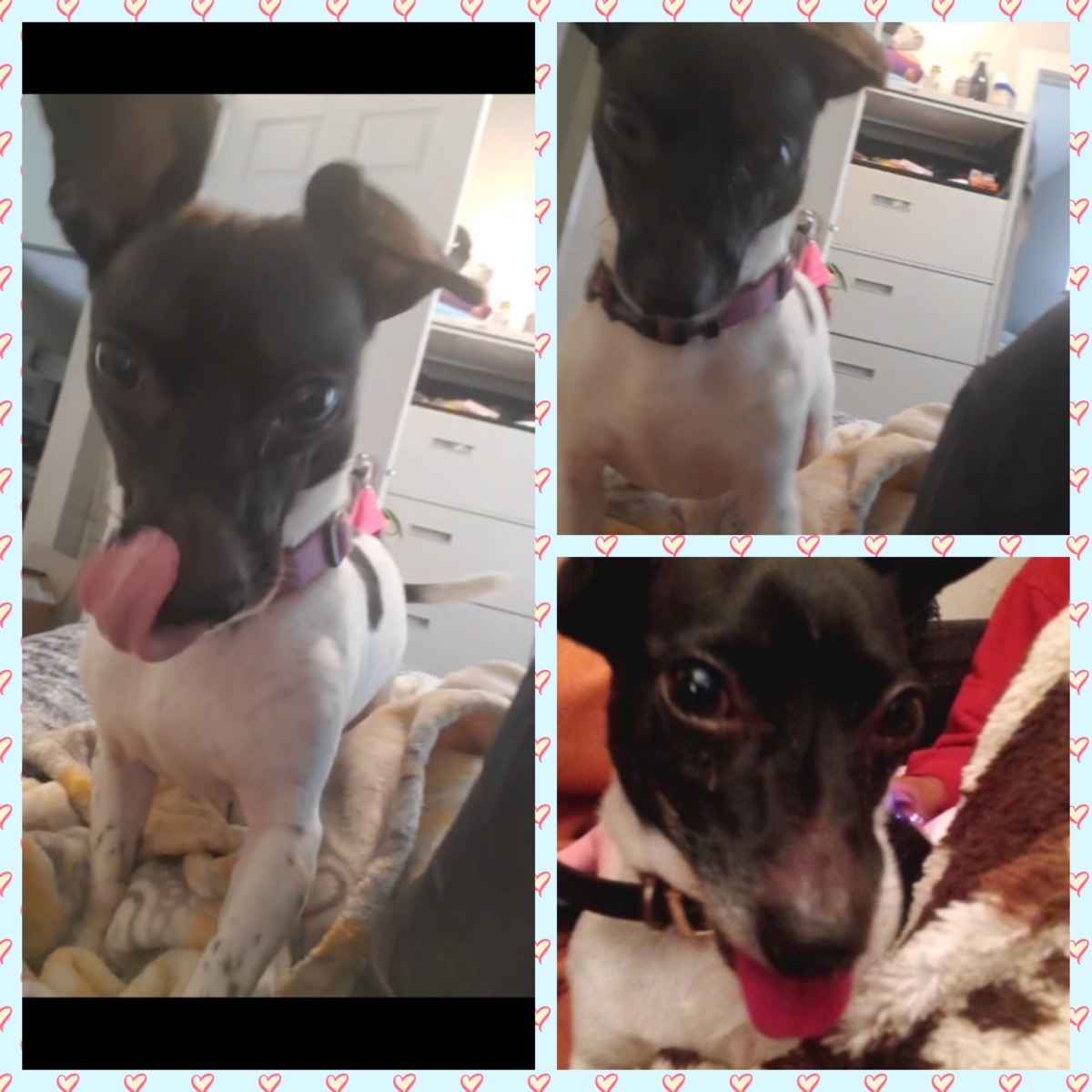 It's YOUR Packer Pet of the Week!